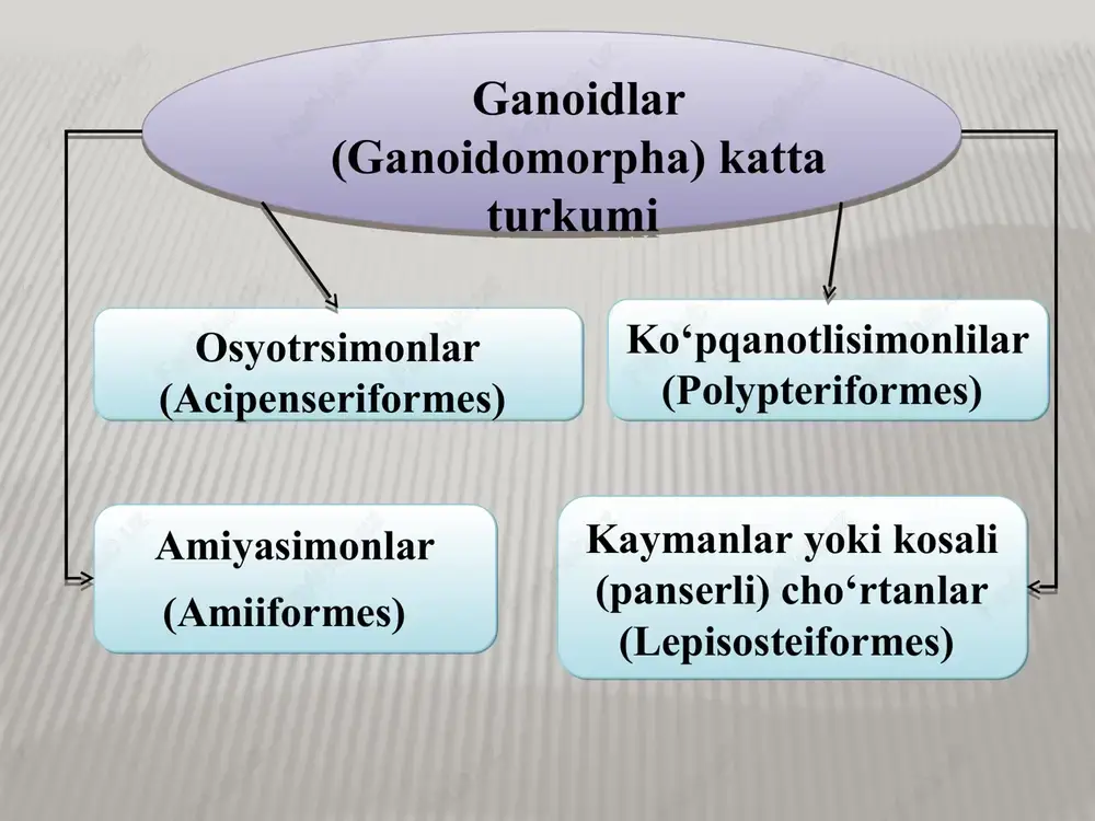 va okeanlarda yashaydigan 100 dan ortiq tur baliqlar kiradi. seldsimonlar (clupeiformes) turkumi anchouslar seldlar doradalar losossimonlar turkumiga kiruvchi baliqlarning xarakterli belgilariga yelka suzgich qanoti bilan dum suzgich qanoti orasida teridan iborat skeletsiz yumshoq yog‘ suzgich qanotining bo‘lishidir. losossimonlarning o‘q skeleti va bosh qutisi qisman suyaklashgan. bu turkumga bitta oila va 400 taga yaqin tur kiradi. losossimonlar o‘rtacha va yirik o‘tkinchi baliqlar, ya’ni ular asosan dengizlarda o‘sib, ulg‘ayadi, lekin ko‘payish uchun daryolarga o‘tadi. losossimonlarning ko‘pchilik turlari uzoq sharq dengizlarida yashaydi. bularga keta (oncorhynchus keta), gorbusha (oncorhynchuc gorbuscha), nerka (oncorhynchus nerka) va boshqa turlari kiradi. losos yoki syomga (salmo salar), kumja (salmo trutta), gulmoy (salmo trutta fario). ularga siga (coregonus), omul va taymenlar kiradi. lososlar kam miqdorda uvildiriq tashlaydi. masalan: ketalar 3-4 mingtagacha, gorbushalar esa 1-2 mingtagacha ikra tashlaydi. losossimonlar (salmoniformes) turkumi oncorhynchus keta oncorhynchuc gorbuscha salmo trutta fario bu turkumning 3250 ta turi bor. aksariyat turlari chuchuk suvlarda yashaydi. baliqlar turlarining …