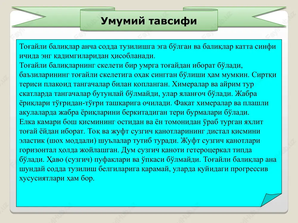 ing ostki tomondan mustahkam bo'lishini ta'minlaydi. jabra yoyining oldida til osti yoyi bor, odatda u faqat ikki juft va bitta toq tog'aylardan iborat bo'ladi. til osti yoyining ustki juft elementi boshqa bo'laklarga qaraganda katta bo'lib, giomandibulyar tog'ay, uning ostidagi juft tog'ay-giod tog'ay, o'ng va chap giodlarni pastki tomonidan o'zaro biriktiruvchi toq tog'ay esa kopula deb ataladi. vistseral skeleti akula bosh skeletining yon tomondan ko'rinishi: 1–eshituv kapsulasi, 2–ko'z kosasi, 3–hidlov kapsulasi, 4–rostrum tog'aylari, 5–8–jabra yoylari, 9–jabralararo to'sqichni tutib turadigan qil tikanlar, 10–giomandibulyar tog'ayi, 11–gioid,12–tanglay-kvadrat tog'ayi, 13–mekkel tog'ayi, 14–lab tog'aylari. o'q ckeleti bir qancha tog'ay umurtqalarning bir-biri bilan harakatchan birikishidan hosil bo'lgan umurtqa pog'onasidan iborat. xorda deyarli reduktsiyalangan. umurtqa pog'onasi tana va dum umurtqalariga bo'linadi. umurtqaning asosiy qismini umurtqa tanasi tashkil etadi. umurtqa tanasi orqa va oldingi tomonidan ichiga chuqur botib kirgan. bunday umurtqalar qo'sh botiqli yoki amfitsel umurtqalar deb ataladi. har qaysi umurtqa tanasining markazida teshik bor, bu teshikdan xorda o'tadi …