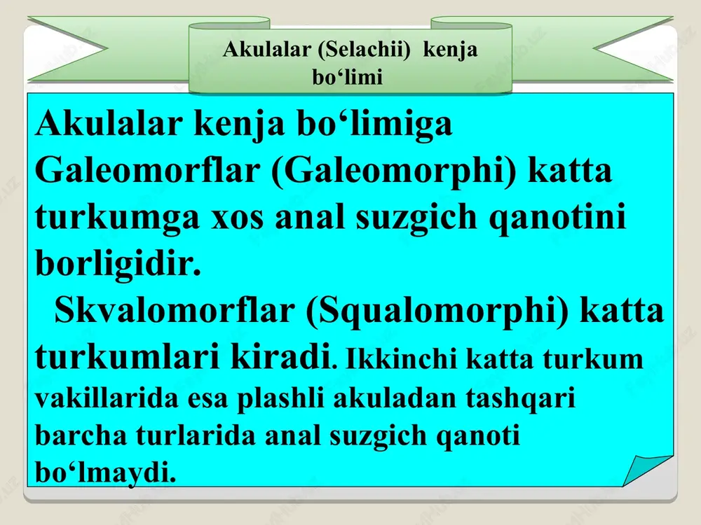 alar, ya’ni lamnolar (lamnidae) oilasining 3 ta urug‘i va 6 ta turi bor. ularning uzunligi 1,5-2,5 m dan 6-8 m gacha boradi. seldsimon akula (lamno nasus) atlantika okeaning shimoliy qismida hamda o‘rta yer dengizida ko‘p uchraydi, tropik mintaqada uchramaydi. uzunligi 1,5-2,5 m keladi. to‘da bo‘lib yashovchi baliqlar (seld, losos, sardina, skumbriya) va boshoyoqli mollyuskalar bilan oziqlanadi. lamna grekcha bahaybat, odamxo‘r degan ma’noni bildiradi.. seldsimon akulalar 2-5ta tuxum qo‘yadi. seldsimon akulalar, ya’ni lamnolar (lamnidae) oilasi seldsimon akula seldsimon akula seldsimon akula bitta gigant yoki shimol akulasi (cetorhinus maximus) turi kiradi. bu akula kattaligi jihatidan kitsimon akuladan keyin ikkinchi o‘rinda turadi, ya’ni uzunligi 12-15 m gacha, og‘irligi esa 4-9 tonnagacha boradi. dum suzgichining ustki pallasi katta va keng. planktonlar bilan oziqlanadi. jigari nihoyatda katta, tana massasining 20% ni tashkil qiladi. gigant akula ham ovlanadi. jigaridan baliq yog‘i olinadi. ular 2 ta yarimsharda issiq suvli dengiz va okeanlarda yashaydi, juda ham sekin suzadi. …