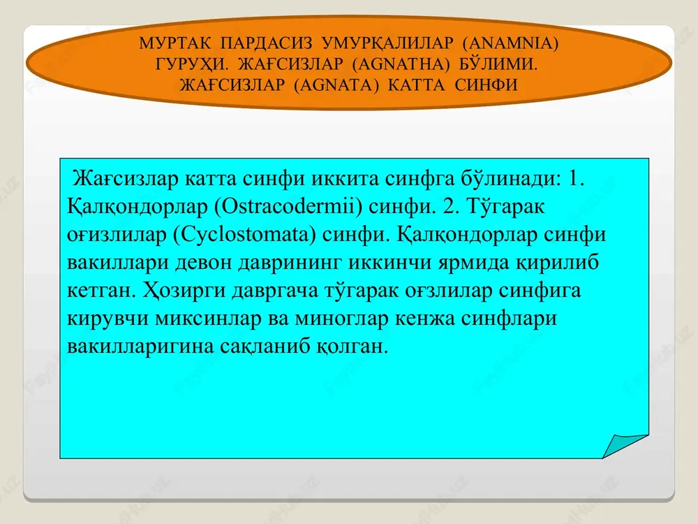 orqa miya, 11–hidlov kapsulasi, 12–pituitar o'simtasi, 13–og'iz bo'shlig'i, 14–qizilo'ngach, 15–ichak, 16–orqa chiqaruv (anal) teshigi, 17–jigar, 18–jabra xaltachalari, 19–nafas nayi, 19a – jabra xaltachalarining ichki teshigi, 20–yurak bo'lmasi, 21–yurak qorinchasi, 22–venoz qo'ltig'i, 23–qorin aortasi, 24–buyrak, 25–siydik yo'li, 26–siydik–tanosil bo'shlig'i (sinusi), 27–jinsiy bez, 28–siydik–tanosil teshigi, 29–jinsiy teshik. boshqa barcha umurtqali hayvonlarnikiga qarama-qarshi o'laroq to'garak og'izlilarning jabra xaltalari jabra yoriqlarida taraqqiy etib, endodermadan kelib chiqqan . jabra xaltalarining ichki yuzasida shilimshiq parda qatlami bo'lib ularda juda ko'p mayda qon tomirlari bor. minogalarning har bir jabra xaltasi (ular 7 juft) mustaqil tashqi teshik bilan tashqariga ochiladi. jabra xaltasining ichki teshigi nafas nayi bilan tutashgan. jabra xaltasining orasida keng bo'shliqlar – jabra oldi sinuslari bo'lib, bu sinuslarning har qaysisini biriktiruvchi to'qimadan tuzilgan jabralararo to'siqlar ikki kameraga ajratib turadi. nafas olish sistemasi jabra yoriqlari to'garak og'izlilarning ham barcha umurt-qalilarniki singari yuragi bor. yurak muskullari ko'ndalang targ'il, qon tomirlari muskullari esa silliq muskullardir. yurak ikki kamerali bo'lib, …