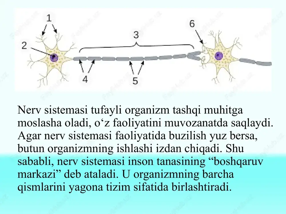 nerv sistemasi va neyronning tuzilishi - Page 4