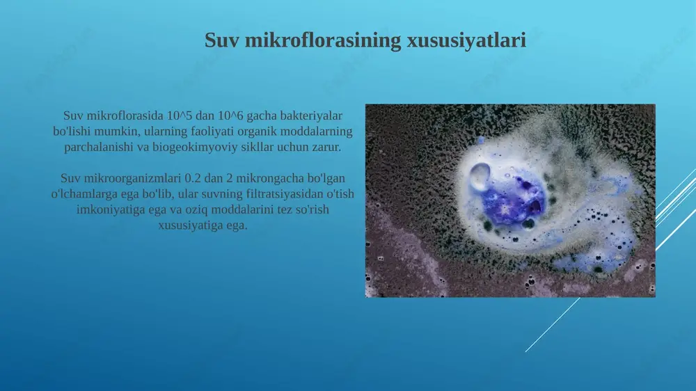 g'lari, o'simliklarning fosforni o'zlashtirishini 80% ga oshiradi va shu bilan fosforli o'g'itlarga bo'lgan ehtiyojni kamaytiradi. mikroblarning biogeokimyoviy tsikllardagi ishtiroki mikroorganizmlar azot fiksatsiyasida muhim rol o'ynaydi, atmosferadagi n2 ni ammiak (nh3) ga aylantirib, o'simliklar uchun 78% azot manbai yaratadi. oltingugurt oksidlovchi bakteriyalar s2- dan so42- gacha bo'lgan sulfidlarni o'zgartirib, oltingugurt biogeokimyoviy siklini ta'minlaydi, ph darajasini 6-7da ushlab turadi. mikroblarning ekologik o'zaro ta'siri mikroblar o'zaro ta'sirida biotik omillar, masalan, 1000 dan ortiq turdagi bakteriyalar o'zaro oziqlanish va raqobatlashishi kuzatiladi, bu esa ekotizim barqarorligiga ta'sir etadi. kommensalizm, mutualizm va parazitizm kabi mikroblar o'rtasidagi ekologik o'zaro ta'sirlar azot aylanishida muhim rol o'ynaydi, bu jarayonda 78% azot bo'lgan havo tarkibi o'zgaradi. xulosa va kelajakdagi tadqiqotlar yo'nalishlari mikroorganizmlar ekologiyasini chuqurroq tushunish uchun 16s rrnk ketma-ketligi asosida keng qamrovli metagenomik tahlil o'tkazish kelajak uchun muhim. keyingi tadqiqotlar mikroblarning o'zaro ta'siriga, masalan, kvorum sezishga va biosurfactant ishlab chiqarishga qaratilishi kerak, bu esa biogeokimyoviy sikllarga ta'sir qiladi. e'tiboringiz uchun …