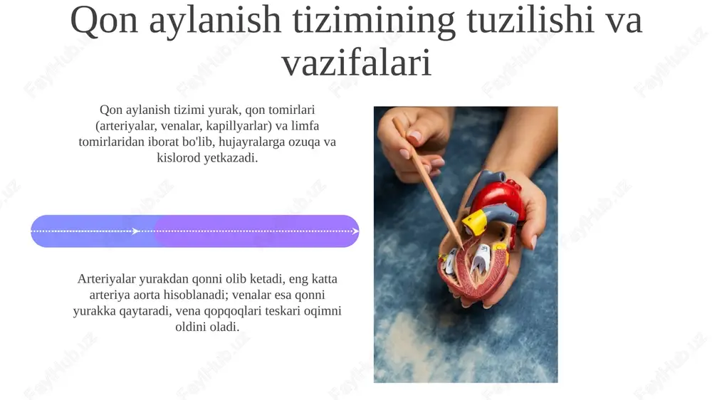 qon aylanish tizimining yosh xususiyati va gigiyenasi - Page 4