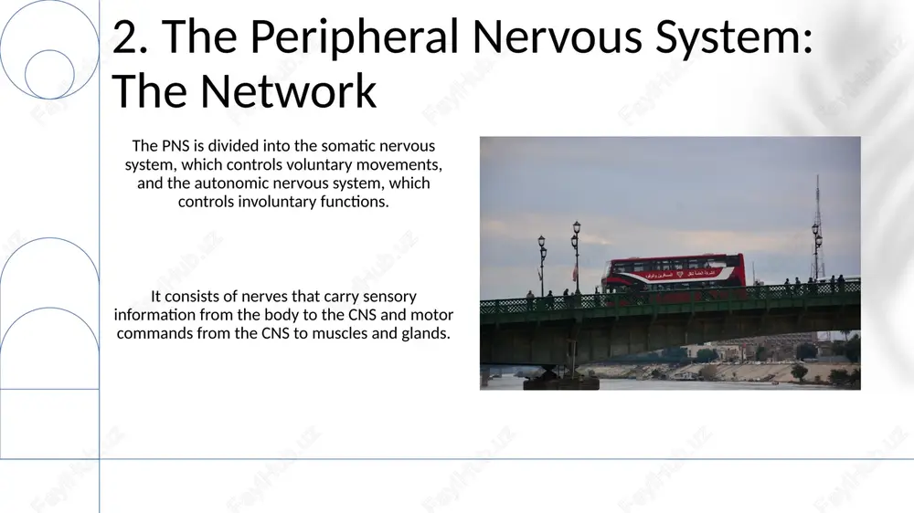 human nervous system - Page 4