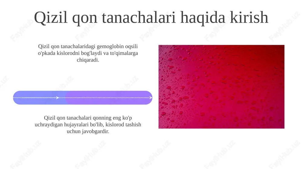 gemoglobin tuzilishi va funktsiyasi - Page 4