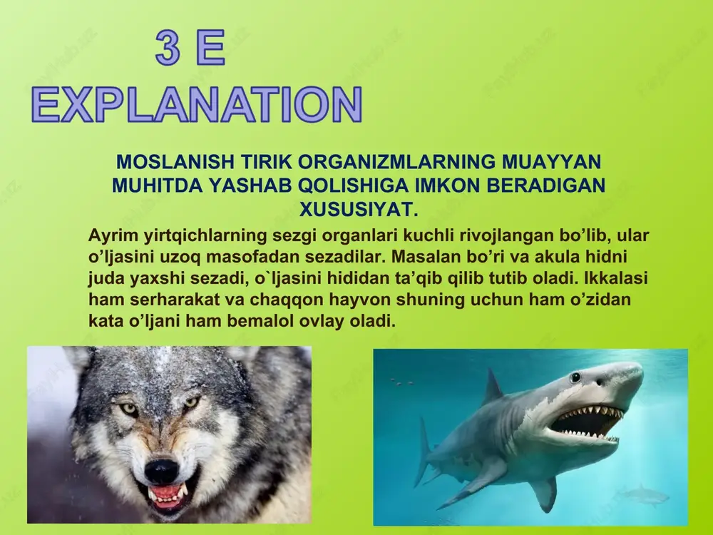 yirtqichlar va ularning o`ljalaridagi moslashishlar - Page 4