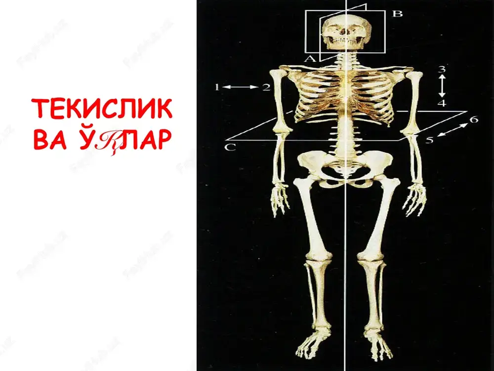 anatomikterminologiya - Page 4