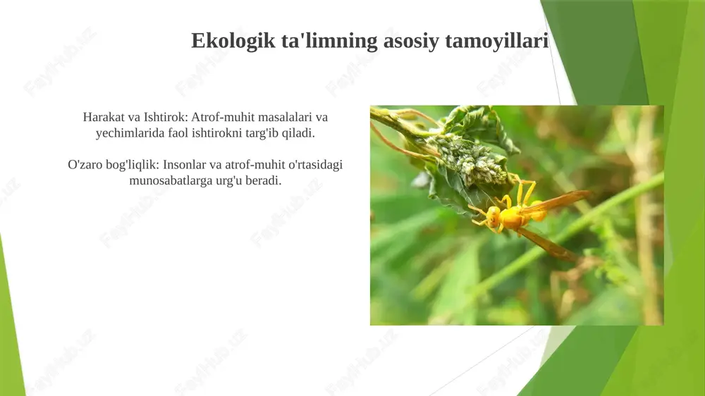ekologik tarbiya - Page 4