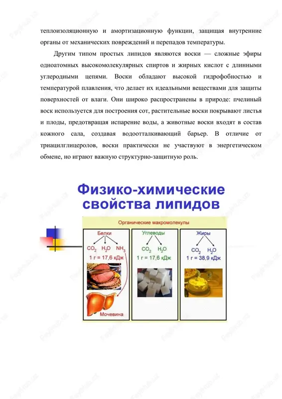 orodnoy tsepi, stepenyu eyo nasishennosti, nalichiem funktsionalnix grupp, tak i usloviyami okrujayushey sredi — temperaturoy, davleniem i sostavom sredi. lipidi mogut sushestvovat v razlichnix agregatnix sostoyaniyax — ot jidkix masel do tvyordix jirov, chto napryamuyu svyazano s dlinoy i nasishennostyu jirnix kislot, vxodyashix v ix sostav. chem dlinnee uglevodorodnaya tsep i menshe dvoynix svyazey, tem vishe temperatura plavleniya i tem tvyorje veshestvo pri komnatnoy temperature. naprimer, stearinovaya kislota, soderjashaya vosemnadtsat atomov ugleroda i ne imeyushaya dvoynix svyazey, plavitsya pri temperature okolo 69 gradusov tselsiya, togda kak oleinovaya kislota s odnoy dvoynoy svyazyu v toy je dline tsepi ostayotsya jidkoy pri komnatnoy temperature. takim obrazom, fizicheskoe sostoyanie lipidov tesno svyazano s ix molekulyarnoy arxitekturoy. pri komnatnoy temperature jivotnie jiri, bogatie nasishennimi kislotami, chashe vsego naxodyatsya v tvyordom sostoyanii, togda kak rastitelnie masla, soderjashie bolshoe kolichestvo nenasishennix kislot, — v jidkom. eto razlichie imeet biologicheskoe znachenie, poskolku vliyaet na tekuchest biologicheskix membran, …