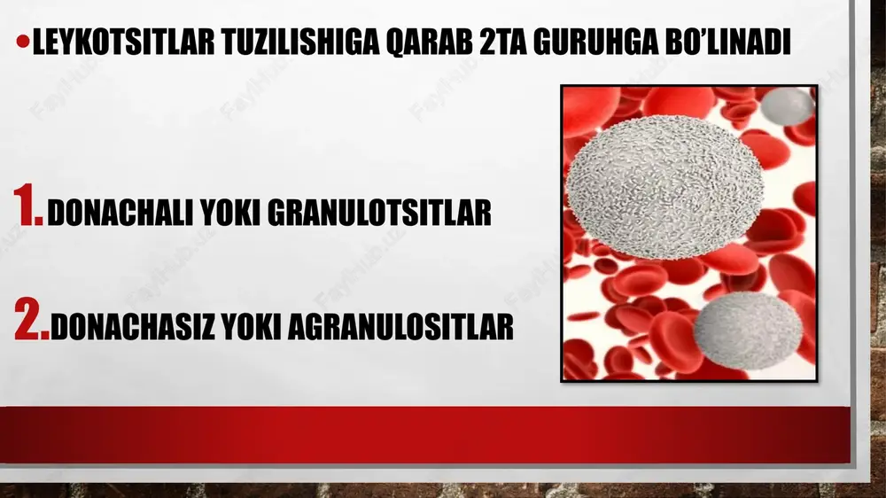 lokalizatsiya joyiga shoshilishadi. bunday favqulodda to'lqinlar uchun neytrofillar zahiralari qon tomirlarining devorlarida joylashgan. aynan shu depo tananing yallig'lanishga tezda javob berishiga imkon beradi e’tiboringiz uchun rahmat image4.jpeg image5.jpeg image6.jpeg image7.jpeg image8.jpeg image3.jpg /docprops/thumbnail.jpeg