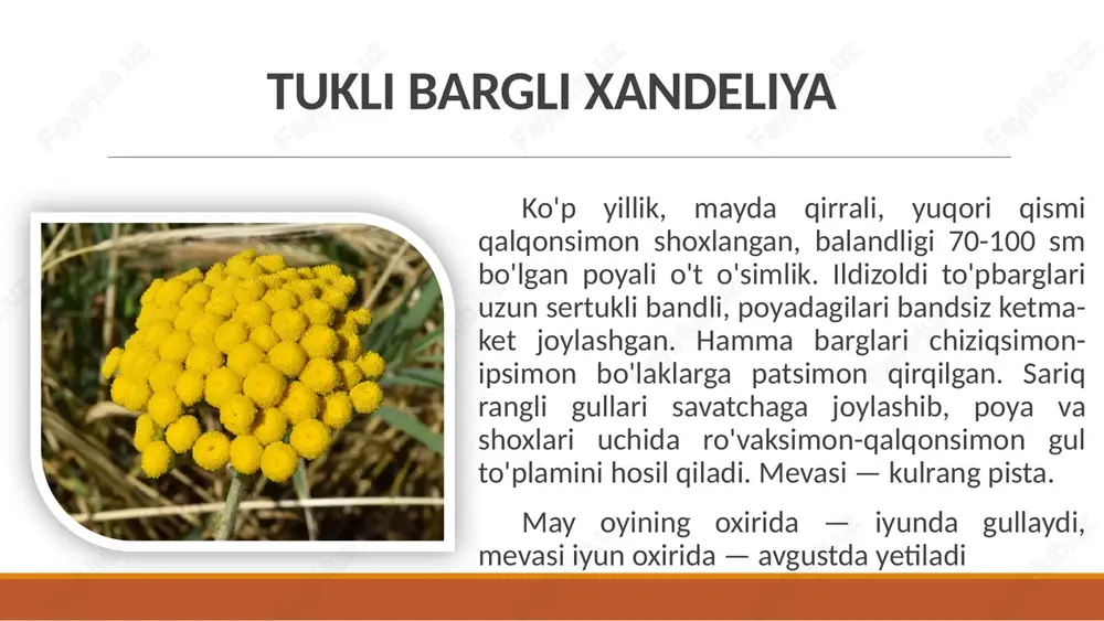 otga tavsiya qilingan. o’simlikning ildizi va poyasidan polisaxaridlar kompleksi yallig’lanishga va me'da –ichak yaralariga qarshi ta'siri borligi ham aniqlangan. baxmalgul (alcea l.) bo’yoq olish uchun, texnika va dorivor o’simlik sifatida keng ekiladi. dorivor preparatlari. quruq ekstrakt, kukun (poroshok), sharbat. kubik shaklida qirqilgan ildiz nafas olish yo`llari kasalliklarida ishlatiladigan turli yig`malar (species pectoralis va boshqalar) tarkibiga kiradi. baxmalgul ildizi this presentation uses a free template provided by fppt.com www.free-power-point-templates.com foydalanilgan adabiyotlar f.f. urmanova, m.a.xodjaeva va boshqalar. dorivor o’simliklar resursshunosligi fanidan o’quv-uslubiy qo’llanma. - toshkent, 2014. - 132 b. ergashev a., yulcheva m.t., ahmedov u.a., abzalov a.a. ekologiya. – toshkent: extremum press, 2010. – 248 b. samilina i.a., anosova o.g. farmakognoziya. atlas: uchebnoe posobie v 2-x tomax.-m.:geotar-media, 2007.-t.1.-192 s. lekarstvennoe rastitelnoe sire. farmakognoziya. uchebnoe posobie /pod red. g.p.yakovleva i k.f.blinovo-spb.:spets. lit. 2004.-765 s. this presentation uses a free template provided by fppt.com www.free-power-point-templates.com image2.jpeg image3.jpeg image4.jpeg image5.jpeg image6.jpeg image7.jpeg image8.jpeg image9.png image10.jpeg …