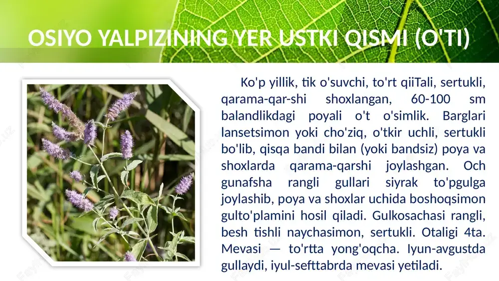 ordam beradi, shu-ningdek, traxoma, hiqichoq tutish, og'izdan yomon hid kelishi va boshqa kasalilklami davolaydi. xalq tabobatida limono't bilan nevroz, bronxial astma, ay-ollarni toksikoz, klimaks, yurak urishini buzilishi va boshqa kasal-liklar davolanadi. limono't damlamasi klinik sharoitida sinovlardan o'tgan va uni tibbiyot amaliyotida tinchlantiruvchi hamda qon bosimini pasaytiruvchi vosita sifatida qo'llashga o'zbekiston respublikasi sog'liqni saqlash vazirligi tomonidan raxsat etilgan. dorivor preparatlari. damlama. this presentation uses a free template provided by fppt.com www.free-power-point-templates.com foydalanilgan adabiyotlar f.f. urmanova, m.a.xodjaeva va boshqalar. dorivor o’simliklar resursshunosligi fanidan o’quv-uslubiy qo’llanma. - toshkent, 2014. - 132 b. ergashev a., yulcheva m.t., ahmedov u.a., abzalov a.a. ekologiya. – toshkent: extremum press, 2010. – 248 b. samilina i.a., anosova o.g. farmakognoziya. atlas: uchebnoe posobie v 2-x tomax.-m.:geotar-media, 2007.-t.1.-192 s. lekarstvennoe rastitelnoe sire. farmakognoziya. uchebnoe posobie /pod red. g.p.yakovleva i k.f.blinovo-spb.:spets. lit. 2004.-765 s. this presentation uses a free template provided by fppt.com www.free-power-point-templates.com image2.jpg image3.jpg image5.jpeg image6.jpeg image7.jpeg image8.jpeg image9.jpeg …