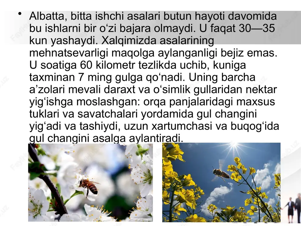 asalar - Page 4