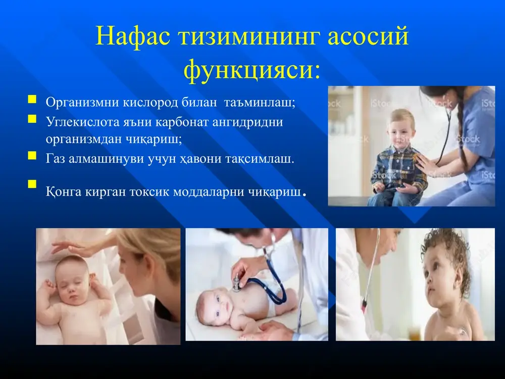 bodomsimon bezlardan hosil bo'lgan: 2-ta tanglay bodomsimon bezlari 2-ta naychali bodomsimon bezlari, ular eshitish naylari sohasida joylashgan xalqumning bodomsimon bezi tilning bodomsimon bezi klinik ahamiyati: 1-yoshgacha bo'lgan bolalarda deyarli angina kuzatilmaydi. limfoid to'qima bola 4-10 yoshga kirganida yaxshi rivojlanadi. o'ri da bola 4-10 yoshga kirganida xalqum bodomcha bezlarining gipertrofiyasi kuzatilsa nafas olish qiyinlashadi, adenoidlar rivojlanishi mumkin (bola og'zini ochib uxlaydi, xurrak otadi). ‹#› xiqildoqning xususiyatlari hiqildoq voronkasimon shaklda, tor; tog'aylari nozik va elastik; nisbatan qisqa; shillik qavati nozik, qon bilan yaxshi ta'minlangan; ovoz yorig'i (golosovaya shel) tor; ovoz boylamlari kalta; klinik axamiyati: bolada o'ri kuzatilganda ko'p xolatlarda xiqildoq stenozi (krup) kuzatiladi. ‹#› traxeyaning xususiyatlari : voronkasimon shaklda, tor; shilliq qavati nozik; vaskulyarizatsiyasi juda yaxshi; klinik axamiyati: shilliq qavatda patologik jarayon juda tez rivojlanadi. ‹#› bolalarda bronxlarning xususiyatlari: tog'ay yarimxalkalari (polukoltsa) yumshoq, elastik tolalari yaxshi rivojlanmagan; bifurkatsiya yangi tug'ilgan chakaloklarda kattalarga nisbatan yuqori joylashgan (iii ko'krak umurtqasi, kattalarda v ko'krak umurtqasiga …