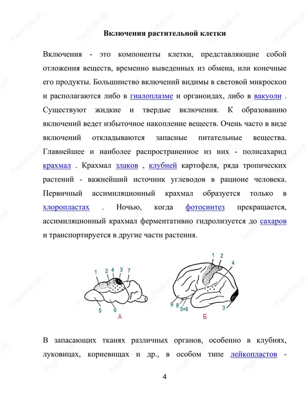 , to obrazuetsya slojnoe zerno, sostoyashee kak bi iz neskolkix prostix. poluslojnoe zerno formiruetsya v tex sluchayax, kogda kraxmal snachala otkladivaetsya vokrug neskolkix tochek, a zatem posle soprikosnoveniya prostix zeren vokrug nix voznikayut obshie sloi. raspolojenie sloev mojet bit kontsentricheskim ili ekstsentricheskim, chto takje opredelyaet osobennosti stroeniya kraxmalnix zeren ( ris. 18 ). lipidnie (jirovie) kapli obichno raspolagayutsya v gialoplazme i vstrechayutsya prakticheski vo vsex rastitelnix kletkax. eto osnovnoy tip zapasnix pitatelnix veshestv bolshinstva rasteniy. v semenax nekotorix iz nix ( podsolnechnik , xlopchatnik , araxis , soya ) maslo sostavlyaet do 40% massi suxogo veshestva. rastitelnie jiri, ispolzuemie chelovekom v texnike, pishevoy promishlennosti i meditsine, dobivayutsya glavnim obrazom iz semyan. zapasnie belki otnosyatsya k kategorii prostix belkov - proteinov v otlichie ot slojnix belkov - proteidov , sostavlyayushix osnovu protoplasta . naibolee chasto zapasnie belki otkladivayutsya v semenax. ochen bogati belkami semena mnogix ispolzuemix v pishu 5 http://medbiol.ru/medbiol/botanica/0019b48f.htm http://medbiol.ru/medbiol/botanica/000f82e1.htm …