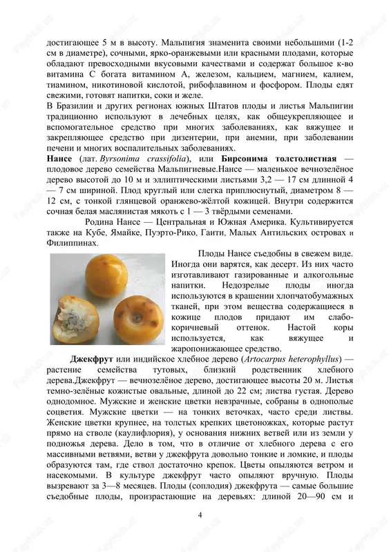vyordimi semenami. rodina nanse — tsentralnaya i yujnaya amerika. kultiviruetsya takje na kube, yamayke, puerto-riko, gaiti, malix antilskix ostrovax i filippinax. plodi nanse s'edobni v svejem vide. inogda oni varyatsya, kak desert. iz nix chasto izgotavlivayut gazirovannie i alkogolnie napitki. nedozrelie plodi inogda ispolzuyutsya v krashenii xlopchatobumajnix tkaney, pri etom veshestva soderjashiesya v kojitse plodov pridayut im slabo- korichneviy ottenok. nastoy kori ispolzuetsya, kak vyajushee i jaroponijayushee sredstvo. djekfrut ili indiyskoe xlebnoe derevo (artocarpus heterophyllus) — rastenie semeystva tutovix, blizkiy rodstvennik xlebnogo dereva.djekfrut — vechnozelyonoe derevo, dostigayushee visoti 20 m. listya temno-zelyonie kojistie ovalnie, dlinoy do 22 sm; listva gustaya. derevo odnodomnoe. mujskie i jenskie tsvetki nevzrachnie, sobrani v odnopolie sotsvetiya. mujskie tsvetki — na tonkix vetochkax, chasto sredi listvi. jenskie tsvetki krupnee, na tolstix krepkix tsvetonojkax, kotorie rastut pryamo na stvole (kaulifloriya), u osnovaniya nijnix vetvey ili iz zemli u podnojya dereva. delo v tom, chto v otlichie ot …