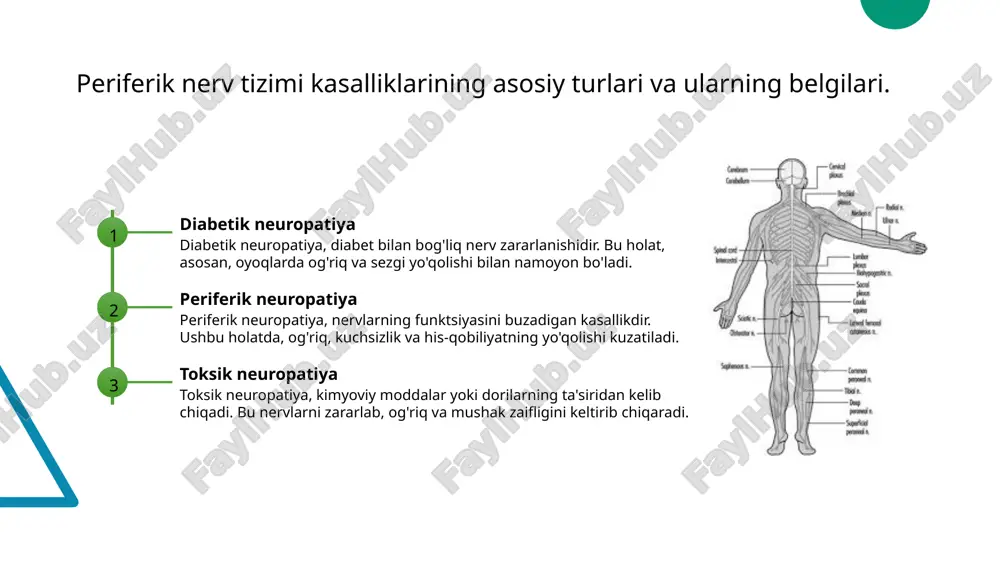 periferik nerv sistemasi kasaliklari.pptx - Page 4