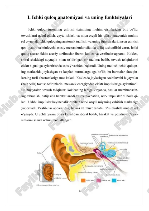 to'lqinlari ichki quloqqa kirganda, bu suyuqliklar harakatga keladi va cochleaning ichki tuzilmalari, xususan, parda va basilar membranasi, vibratsiyalarga javob beradi. bu vibratsiyalar, o'z navbatida, cochleada joylashgan tuzilmalardagi qopqoq hujayralarini (hair cells) harakatga keltiradi. qopqoq hujayralari, tovush to'lqinlarini elektr impulslariga aylantirib, eshitish nerviga uzatadi va bu orqali miya tovushni qabul qiladi. tovush utqazish mexanizmlari asosan ikki bosqichdan iborat: mexanik va elektr. birinchi bosqichda, ovoz to'lqinlari quloqning tashqi qismidan ichki quloqqa o'tib, membranalarga ta'sir qiladi. bu mexanik harakatlar, ayniqsa, basilar membranasida turli chastotadagi tovushlarni ajratib olish imkonini beradi. har bir chastota o'ziga xos joyda membranani harakatga keltiradi, bu jarayon "chastota teoremasi" deb ataladi. ikkinchi bosqichda, tasvirlangan mexanik harakatlar qopqoq hujayralarida elektr impulslariga aylantiriladi. bu jarayon, qopqoq hujayralarining harakati bilan bog'liq bo'lib, ularning membranalarida ion kanallari ochiladi va bu natijada elektr potentsial hosil bo'ladi. ushbu elektr impulslar keyinchalik eshitish nervi orqali miya markazlariga yetib boradi va tovush sifatida qabul qilinadi. biroq, tovush utqazish …