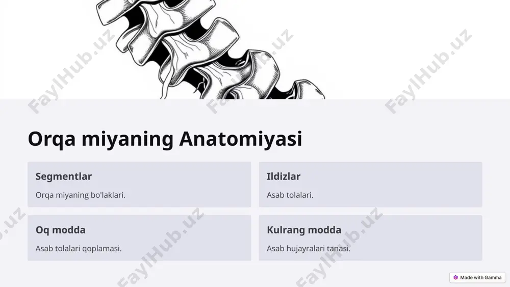 bosh miya va orqa miya: tuzilishi, funktsiyalari va salomatligi - Page 4