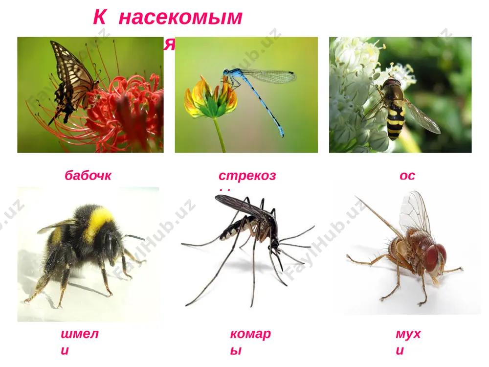 nasekomie_i_ix_vidi - Page 4