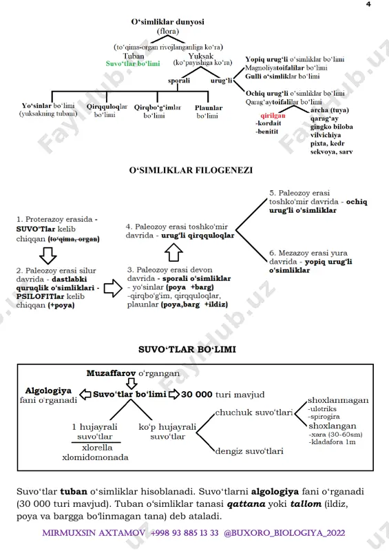 iy, urg‗ochilik jinsiy a‘zosi esa arxegoniy deb ataladi. yo‗sinlarning urug‗lanishi suvda amalga oshadi. funariya yo‗sini: bo‗yi 1-3 sm keladigan bir uyli o‘simlik. funariya yo‗sinining poyasi ingichka, bargi ketma-ket o‗rnashgan. poyasi rizoid bilan tuproqqa birikkan. (barglari bir qavat hujayralardan tashkil topgan – fotosintez qiladi).  anteridiylarda ko‗p miqdorda ikki xivchinli harakatchan jinsiy hujayralar – spermatozoidlar, urg‗ochilik jinsiy a‘zolari - arxegoniylar kolba shaklida bo‗ladi. har bir arxegoniyda bittadan tuxum hujayra hosil boʻladi. yog‗ingarchilik paytida spermatozoidlar anteridiydan suvga chiqadi, xivchinlari orqali harakat qilib, arxegoniylar ichiga kiradi, tuxum hujayra urugʻlantirib – zigota hosil qiladi. zigota o‗sib, sporofitni hosil qiladi. u sporangiyband va uning uchida joylashgan sporalar hosil qiladigan ko‗sakcha – sporangiydan iborat. spora o‗sib, ko„p hujayrali, shoxlangan, ingichka yashil iplarni beradi. ip shoxlaridagi kurtaklardan yangi poya-bargli funariya yo‗sini (gametofit) o‗sib chiqadi. zigotadan jinssiz bo‗g‗in rivojlanadi. sporadan jinsiy boʻgin. 10 mirmuxsin axtamov +998 93 885 13 33 @buxoro_biologiya_2022 qirqbo‘g‘imlar bo‘limi  sershox qirqbo‘g‘im – dala …