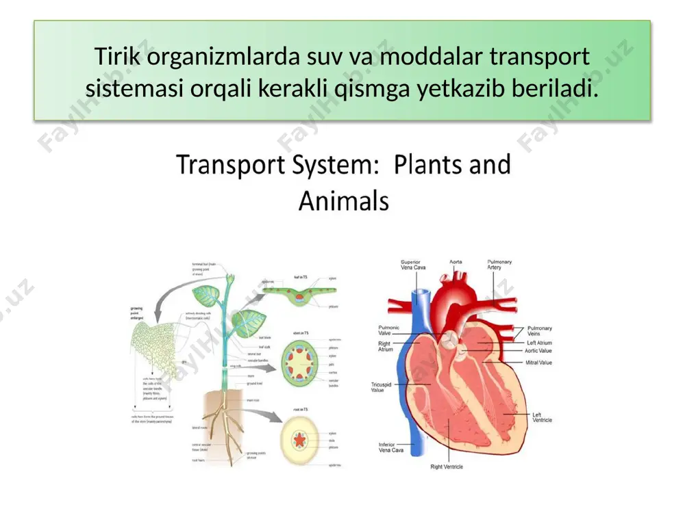 26-mavzu. tirik organizmlarda moddalar transporti - Page 4