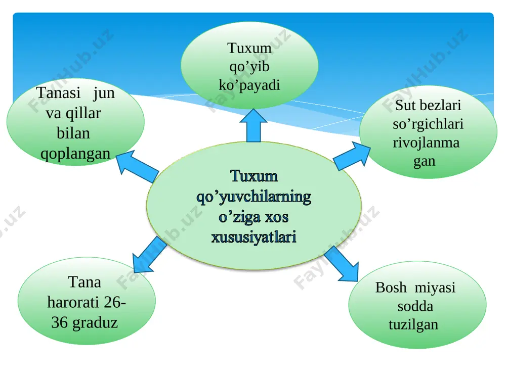 sutemizuvchilarning xilma-xilligi - Page 4