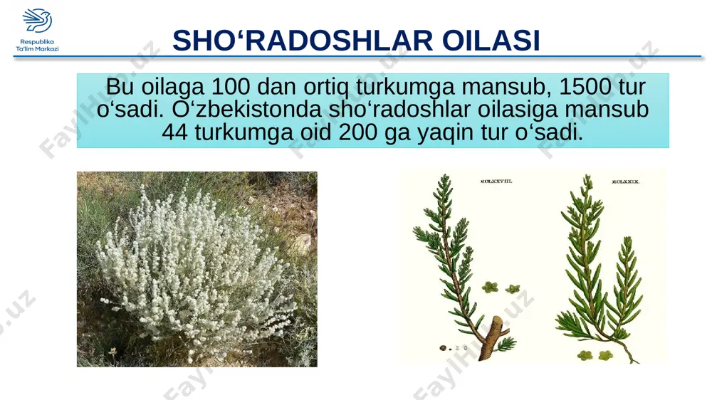 sho'radoshlar oilasi - Page 4