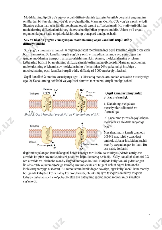heklangan qiymat -v max deb ataladi. bilamizki, oddiy diffuziyada moddaning konsentratsiyasi oshishi bilan diffuziyalanish qiymati ham proporsional ravishda oshadi. yengillashgan diffuziyada esa diffuziyalanish qiymat vmax dan yuqori bo‘la olmaydi. transport oqsillari orqali moddalarning o‘tkazilishi sekundning ma‘lum ulushlarida amalga oshadi va bu oqsil molekulasining konformatsiyasi yoki kimyoviy o‘zgarishga uchrashi bilan kechadi. eng muhim moddalarning hujayra membranasidan o‘tishi yengillashgan diffuziya yo‘li bilan sodir bo‘ladi. masalan, glyukoza va ko‘pchilik amino kislotalar! membrana orqali moddalarning aktiv tashilishi hujayra membranasi orqali moddalar yoki ionlarning konsentratsiya gradiyentiga qarshi oʻtkazilishiga aktiv transport deb ataladi. aktiv transport orqali tashiladigan moddalarga natriy, kaliy, kalsiy, temir, vodorod, xlor, yod va urat ionlari, monosaxaritlar va koʻpchilik aminokislotalar kiradi. birlamchi va ikkilamchi aktiv transport. aktiv transport energiyadan qanday foydalanishiga koʻra ikki guruhga boʻlinadi: birlamchi va ikkilamchi. birlamchi aktiv transportda energiya atf yoki boshqa energiyaga boy fosfatlardan ajraladi. ikkilamchi aktiv shakl 3. oddiy va yengillashtirilgan diffuziyaga modda konsentratsiyasining taʼsiri. shakl 4. hujayra membranasi …