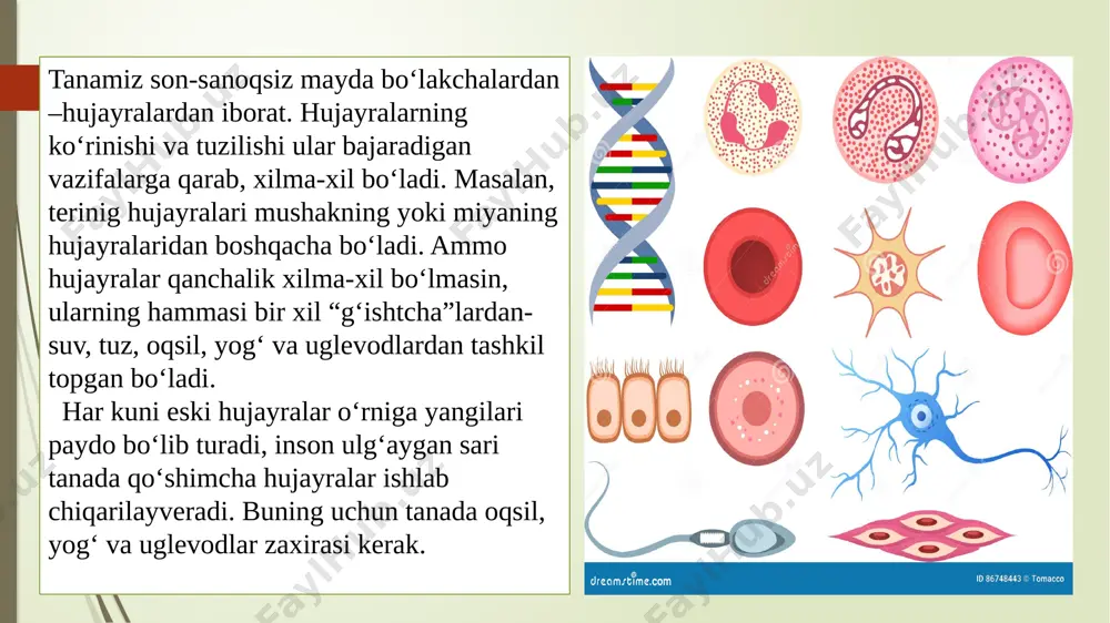 4-sinf. ovqat hazm qilish tizimi.absatova guzal - Page 4