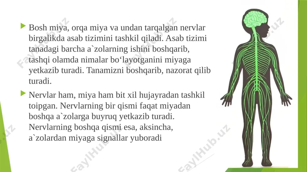 miya va asab tizimi.4-sinf. absatova guzal - Page 4