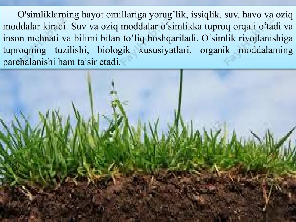 ing o'sib-rivojlanishi va hosil berishi uchun quyidagi miqdorda foydali haroratlar yig‘indisi zarur: g‘o‘za uchun - 3500- 5000°c; kartoshka uchuu - 1300-3000°c. tuproqqa ekilgan urug‘ ma’lum darajada issiqlik bo’lmasa ko‘karmaydi, undagi fermentativ jarayonlar rivojlanmaydi. o‘simliklar urug‘i tuproqda harorat quyidagi darajada bolganda unadi: g‘o‘z a - 12-14 °c; bug‘d o y – 13-14 °c; lavlagi-3-4 °c; makkajo'xori - 8-1o°c; kungaboqar - 5-6 °c; soya - 8-1o°c. havo. havo o'simlikni tuproqdagi mikroorganizmlarni nafas olishi uchun kislorod, fotosintez jarayonida karbonat angidrid bilan ta’minlash uchun asosiy manba hisoblanadi. havoning tarkibida o'simlikka juda zarur bo’lgan azot, ammiak va fosfor oksidi mavjud. o‘simlikka kislorod organik moddalar hosil qilish, nafas olish uchun zarur. o‘simlikning nafas olishi, qand moddalari va yog’larning oksidlanish jarayoni quyidagi tarzda sodir bo’ladi: c6hi2o6 + 6o2 = 6c o2 + 6h2o+ 674 kkal. nafas olish natijasida karbonat angidrid gazi, suv va o‘simlik uchun zarur bo’lgan issiqlik energiyasi hosil bo’ladi. o'simlik havoni atmosferadan oladi. ayrim o‘simliklar …