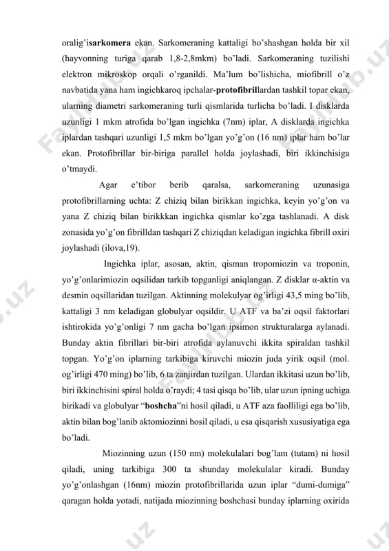 nday yo’g’onlashgan (16nm) miozin protofibrillarida uzun iplar “dumi-dumiga” qaragan holda yotadi, natijada miozinning boshchasi bunday iplarning oxirida joylashadi, o’rta qismida esa boshchalar bo’lmaydi. boshchalar ko’ndalang ko’priklar hosil qiladi, ular aktin va miozin iplarini bir-biriga bog’laydi. boshchaning aktin bilan bunday bog’lanishida aktomiozin kompleksi hosil bo’ladi. aktin protofibrillari bir uchi orqali z disk bilan bog’langan. z disk tarmoqlangan α-aktin oqsil molekulasidan iborat, u miofibrillarga ko’ndalang joylashgan fibrillyar to’rni hosil qiladi. z diskga ikki tomondan qo’shni sarkomeralarning aktin iplari birikadi. z disklarning vazifasi sarkomeralarni bir-biriga bog’lashdan iborat, ular qisqaruvchi strukturalar hisoblanmaydi. umuman olganda, muskulda qisqaruvchi, o’z uzunligini qisqartuvchi molekula yo’q. qisqarishni yuzaga kelishi z disklar orasidagi masofaning kichrayishi, ya’ni sarkomeralar uzunligini kichrayishi hisobiga amalga oshadi. muskul qisqarishi mexanizmi miofibrilda joylashgan barcha sarkomeralar oralig’ining bir vaqtda kichrayishidan iborat. g.xaksli muskullar qisqarishi asosida yo’g’on va ingichka iplarni bir-biriga nisbatan siljishi yotadi, degan fikrni ilgari surdi. bunda yo’g’on-miozinli iplar aktinli iplar orasiga kiradi va z disklarini …