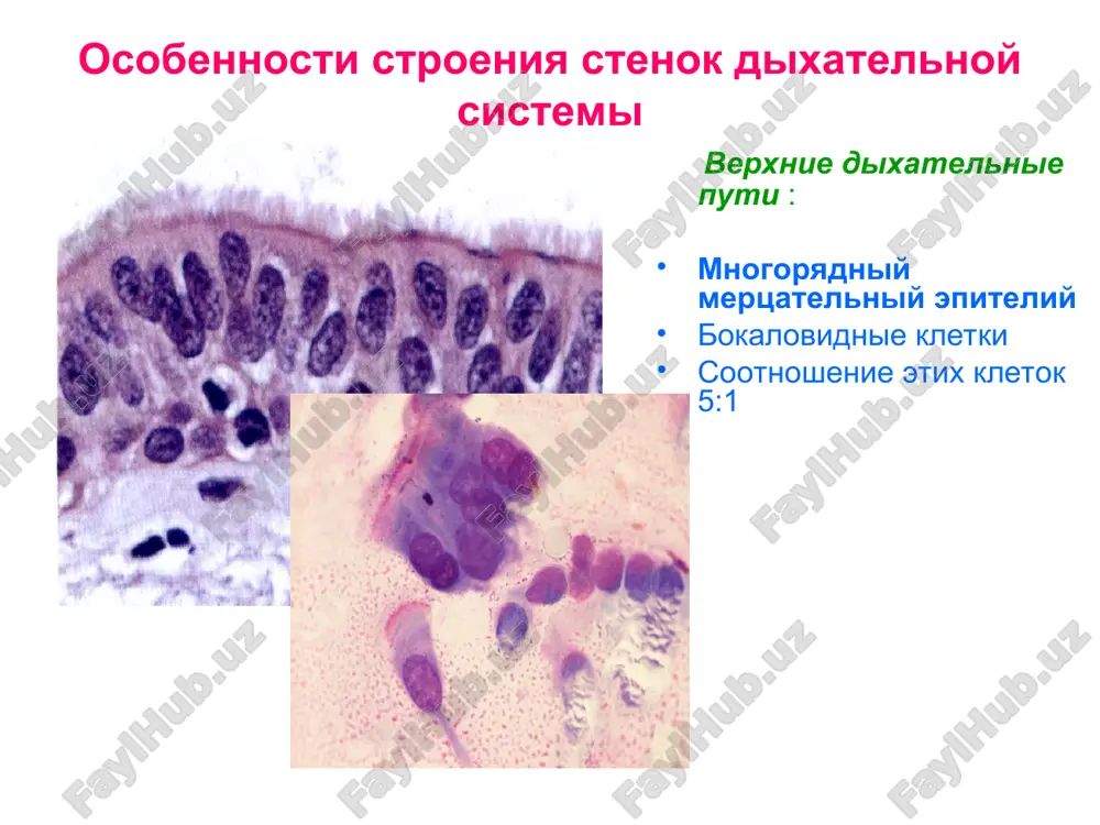 laboratornaya diagnostika zabolevaniy bronxo-lyogochnoy sistemi - Page 5