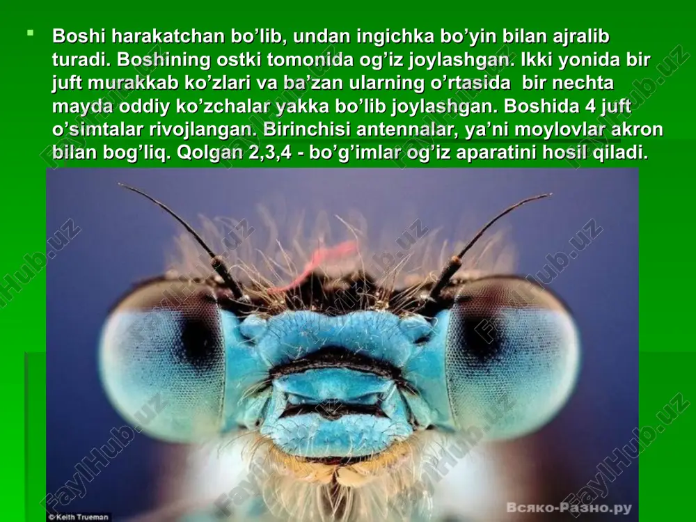 harotlar uchun qo'shimcha oziq bo'lishi bilan birga ayrim zaharli moddalarni to'plash xususiyatiga ham ega. nerv sistemasi nerv sistemasi boshqa bo'g'imoyoqlilarnikiga o'xshash bo'lib, halqum atrofi nerv halqasi va qorin nerv zanjiridan iborat. boshdagi juda ko'p nerv hujayralari qo'shilib, bosh miyani hosil qiladi. bosh miyadan hamma sezgi organlariga nervlar chiqadi. murakkab fe'l-atvorga ega bo'lgan arilar va chumolilarning bosh miyasi va nerv tugunlari boshqa hasharotlarnikiga nisbatan juda kuchli rivojlangan. qorin nerv zanjirida har bir tana bo'g'imiga mos ravishda nerv tugunlari joylashgan. ular orasida uchta ko'krak nerv tugunlari ayniqsa yaxshi rivojlangan. ko'krak nerv tugunlarida oyoq va qanotlarga nervlar chiqadi. hasharotlarning fe‘l-atvori va sezgi organlarining murakkablashuvi nerv sistemasining yaxshi rivojlanganligi bilan bog'liq. sezgi organlari yashil bronza qo'ng'izi va boshqa birmuncha yirikroq hasharotlar ko'zining tuzilishi daryo qisqichbaqasinikiga o'xshash. ko'pchilik hasharotlar rangni ajrata oladi. hasharotlar, ayniqsa hidni juda yaxshi sezadi. erkaklari urg'ochilarining hidini bir necha kilometrdan sezadi va topadi. ayrim kapalaklarning erkagi urg'ochisining hidini 11 km masofadan …