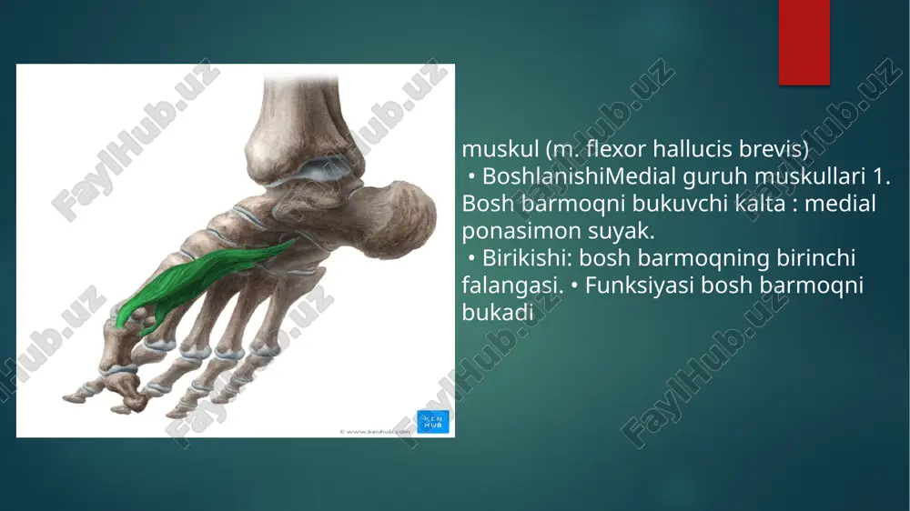 anatomiyadan oyoq panja mushaklari mavzusiga pptx - Page 5
