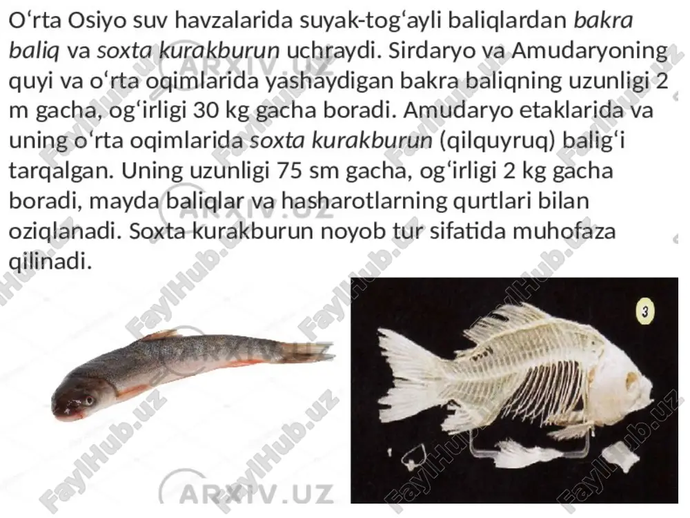 suyakli baliqlarning tashqi tuzilishi - Page 5