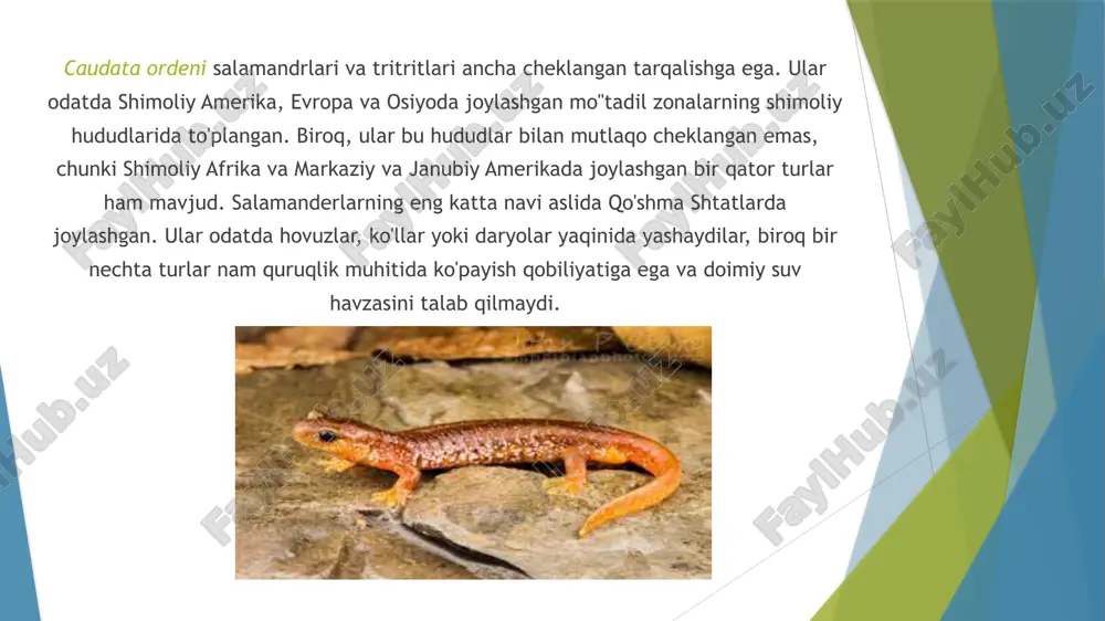 salamandralar va tritonlar ekologiyasi - Page 5