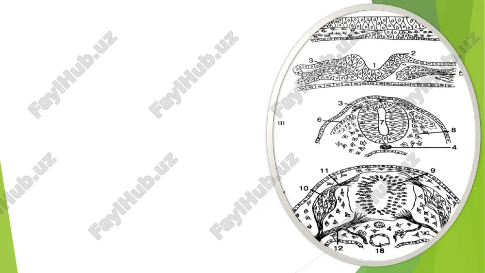 chli shoxlangan dendritlar tutadi, ular o‘zaro chatishib “koptokchalar” hosil qiladi (idiodendritik tip). ular oldingi shox-larning harakatlantiruvchi yadrolari hamda orqa shoxlar (jelatinasi mon modda yadrolari, klark yadrosi) uchun xosdir. neyronlarning uchinchi turi dendritlarining rivojlanish darajasiga ko‘ra birinchi va ikkinchi tur neyronlari o‘rtasida oraliq o‘rinni egallaydi. ular oldingi (dorsal qismi) va orqa (ventral qismi) shoxlarda, orqa shoxning xususiy yadrosida joylashgan. orqa shoxlarda g‘ovak zona, jelatinasimon modda, orqa shox-ning xususiy yadrosi va ko‘krak (klark yadrosi) yadrolari farq qilinadi. orqa va yon shoxlar o‘rtasida kulrang modda tasmalar hosil qilib oq moddaga botib kirishi natijasida uning to‘rsimon tuzilma nomini olgan, to‘rga o‘xshash yumshoq qismi hosil bo‘ladi. orqa shoxlarning g‘ovak zonasi keng tarmoqli glial sinch bo‘lib, unda ko‘p miqdorda mayda oraliq neyronlar bor. oldingi shoxlarda orqa miyaning eng katta neyronlari joylashgan, ular tanalarining diametri 100-150 mkm bo‘lib, yirik yadro tutadi. yon shoxdagi yadrolarning hujayralari kabi bu neyronlar ham ildizcha hujayralar bo‘lib, ularning aksonlari oldingi ildizchalar nerv …