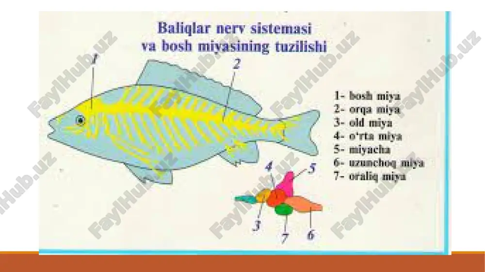baliqlarning sezgi organlari - Page 5