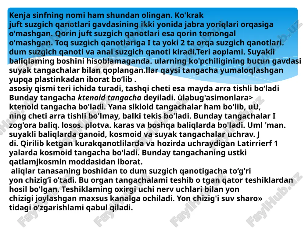 larga ajraladi. kislorod va ichakdan so‘rilgan oziq moddalar kapillyarlar devori orqali to‘qimalarga, karbonat angidrid va moddalar almashinuvi mahsulotlari esa to‘qimalardan qonga o‘tadi. to‘qimalarda qon karbonat angidrid bilan to‘yinib to‘q qizil rangli vena qoniga aylanadi va vena qon tomirlariga to‘planib, yurak bo‘lmasiga quyilad nafas olish organi. suyakli baliqlarning nafas olish organic tog'ayli balialamiki singari ektodermali jabra hisoblanadi. barc|j suyakli baliqlarda oldingi to'rtta jabra yoylariga o'mashgan to-n! juft butun jabra bo'ladi. bundan tashqari. jabra qopqog'ining ichki tomonida tilosti yoki soxta jabra deb ataladigan murtak holidagj jabraning yarim bo'lagi oo'ladi. bir butun jabra ikki qator bo*lib jabra yoylariga birikadi. natijada bir jabraning ikkita yarim jabra yaproq|ar¡ asosi bir-biriga qo'shilib ketadi. ularning uchlari esa tashqi tomondan jabra qopqog'i bilan cheklangan jabra bo’shlig'ining ichida osilib iu. radi. jabra yoylarining ichki tomonida bir qancha mayda tishsinionjabra qilcha (tichinka)lari deb ataladigan va qo'shni jabra yoyi toinon yo'nalgan o'simtalari bo'ladi. jabra qilchalari maxsus suzish appa. ratiga aylanib. suv …