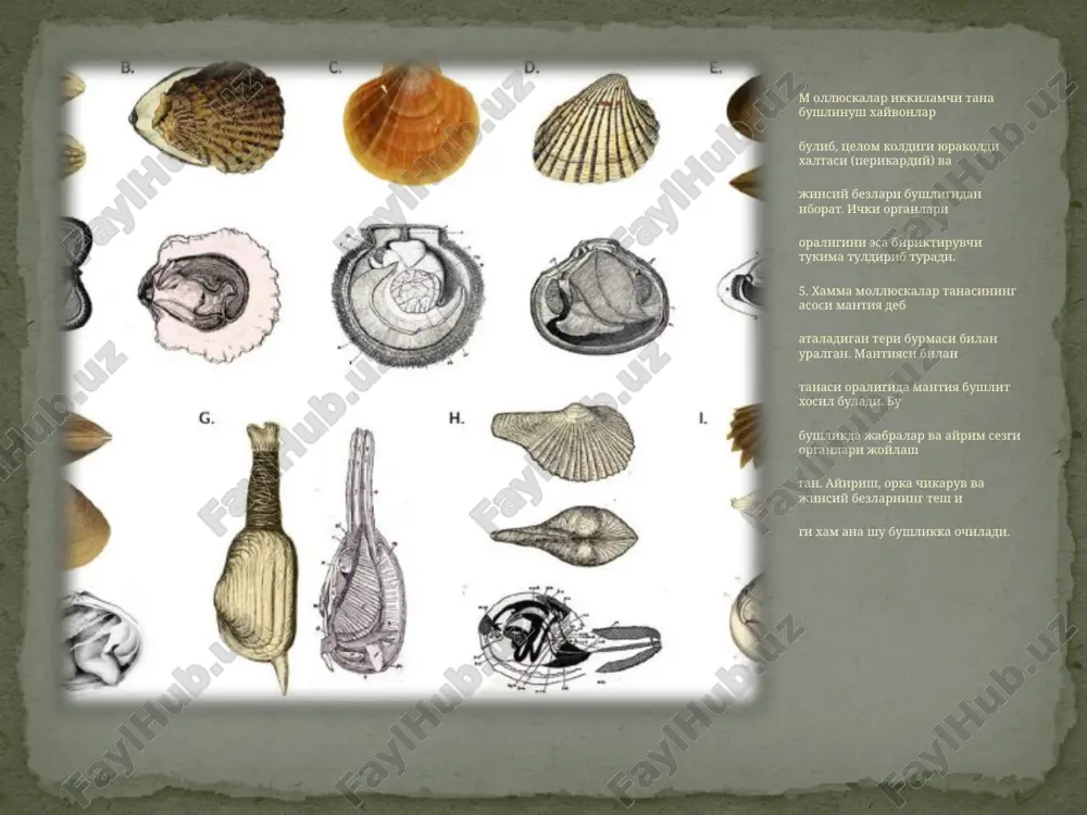 molluskalar tipi haqida umumiy maʼlumot - Page 5