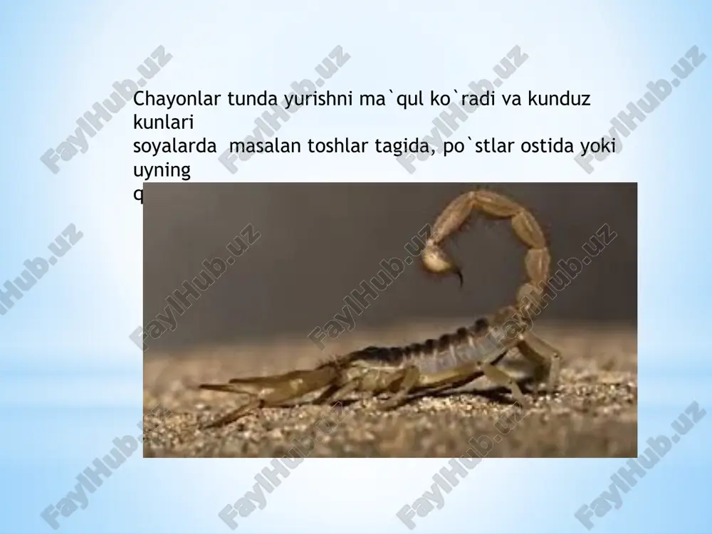 o`zbekistonda tarqalgan chayonlar - Page 5