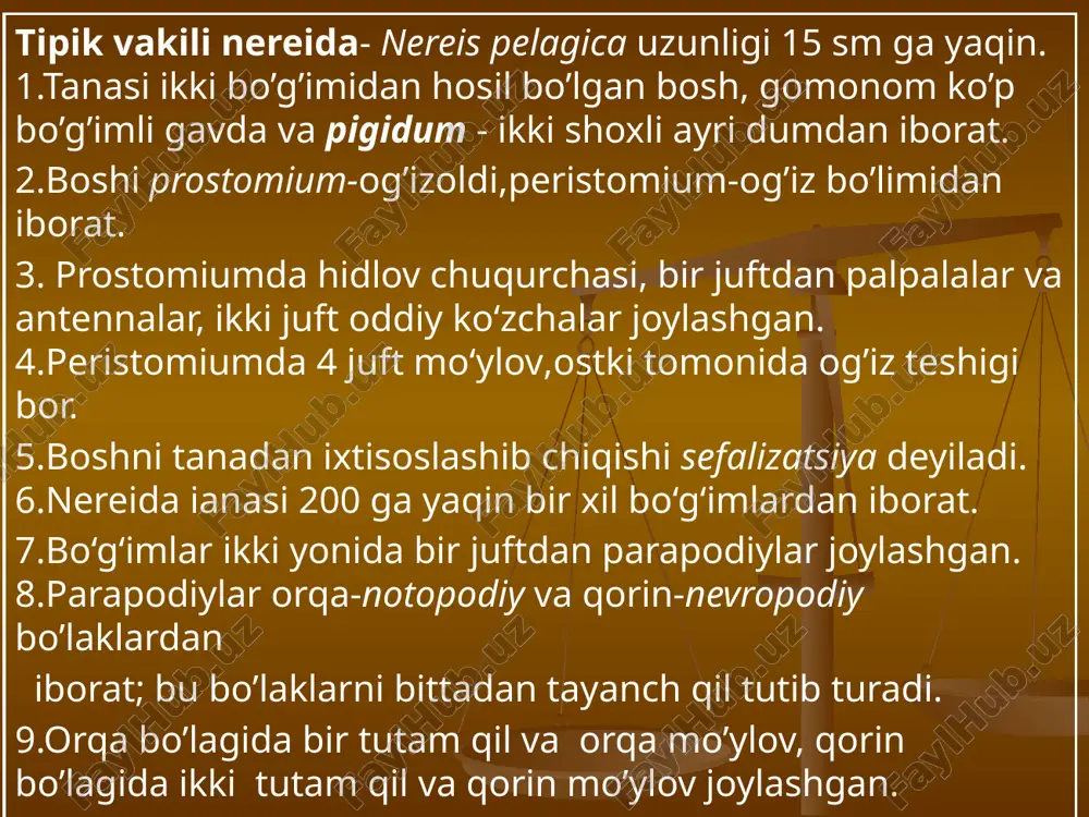 halqali chuvalchanglar - annelides tipi - Page 5