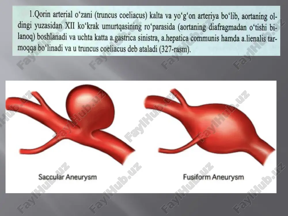 kõkrak va qorin aortasi anatomiyasi pptx - Page 5