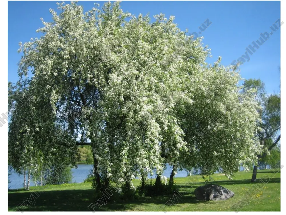 a pishadi. mag'zi shirin. sovuqqa chidamli. g'alvirak (yupqapo'choq) — bodomining o'rtacha og'irligi 1,9 g, mag'zi to'q, erta gullaydi, mevasi avgustda pishadi, sovuqqa chidamli o'rtacha. bodomning yalta, kosmos, nikitskiy 62, turkmenistan a'losi kabi navlari ham ekilmoqda. olxo'ri–sliva-(prunus) turkumi. slíva (lat. prúnus) — rod rasteniy semeystva rozovie (rosaceae). vklyuchaet okolo 250 vidov, rasprostranyonnix, glavnim obrazom, v severnix umerennix oblastyax zemnogo shara. mnogie predstaviteli roda — shiroko izvestnie plodovie kulturi. so'g'diyona olxo'risi yoki tog' olcha (prunus sogdiana) markaziy osiyo va kavkazda keng tarqalgan mevali daraxt turlaridan biri hisoblanadi. dengiz sathidan 800-2200 metr balandliklarda tabiiy holda o'sadi. balandligi 5-7 metr bo'lib, kichik daraxt yoki buta ko'rinishida, shox-shabbalari qalin, ba'zan tikonli novdalarga ham ega. erta gullaydi. tabiatda tog'olchaning qizil, sariq, olovrang va to'q ko'k rangli mevalariga ega turli tuman shakllari keng uchraydi. tog'olcha hozirgi madaniy olxo'ri navlarining yovvoyi ajdodi hisoblanadi. sovuqqa chidamli va qurg'oqchil erlarda ham bemalol o'saveradi. tuproqqa talabchan emas. urug'idan oson ko'paytiriladi. ko'kalamzorlashtirishda …