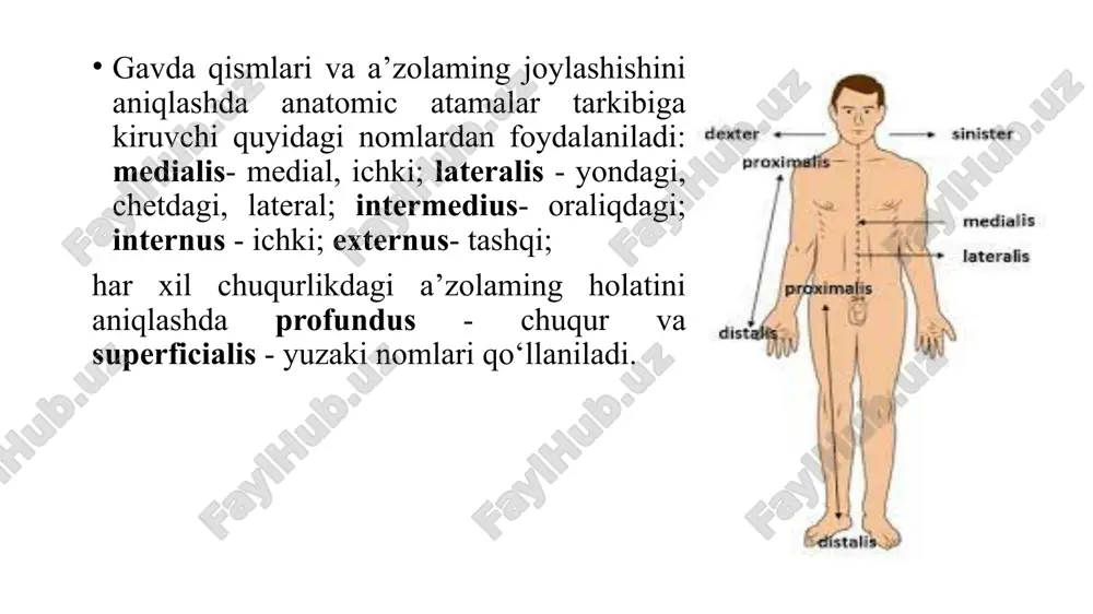 n tomonida o‘ng va chap ustki va pastki qovurg‘a chuqurchalari (fovea costalis superior et inferior) bo‘ladi. x - umurtqaning ikki ustki chekkasida (x qovurg‘a uchun) bittadan yarim chuqurcha bor. xi - xii umurtqalaming yon tomonlarida esa bittadan to‘liq chuqurchalar bor. i-x umurtqalaming ko‘ndalang o‘siqchalarining oldingi yuzasida ko‘ndalang o‘simtaning qovurg‘a chuqurchasi (fovea costalis processus transversi) bor. bel umurtqalari (vertebrae lumbales) 5 ta bel umurtkalari vertebrae lumbales - boshka umurtkalardan tanasining kattaligi bilan farklanadi. kundalang usimtasi rudiment xolidagi kovurga bulganligidan processus costarius deyiladi. bu usimtaning orka yuzasining asosida esa kushimcha usimta processus accisorius buladi. yukori bugim usimtasining processus articularis superior yon tarafida surgichsimon usimtalar processus mamillaris mavjud. uning kuyidagi xosilalari mavjud buladi: tanasi- corpus vertebrae; yoyi - arcus vertebrae; oyokchasi - pediculus arcus vertebrae; xosilalarining orasidagi teshik foramen vertebrale; pastki va yuqorigi bugim usimtalar processus articularis inferior et superior; yukorigi va ostki bugim yuzasi facies articularis superior et facies articularis inferior; kirrali …
