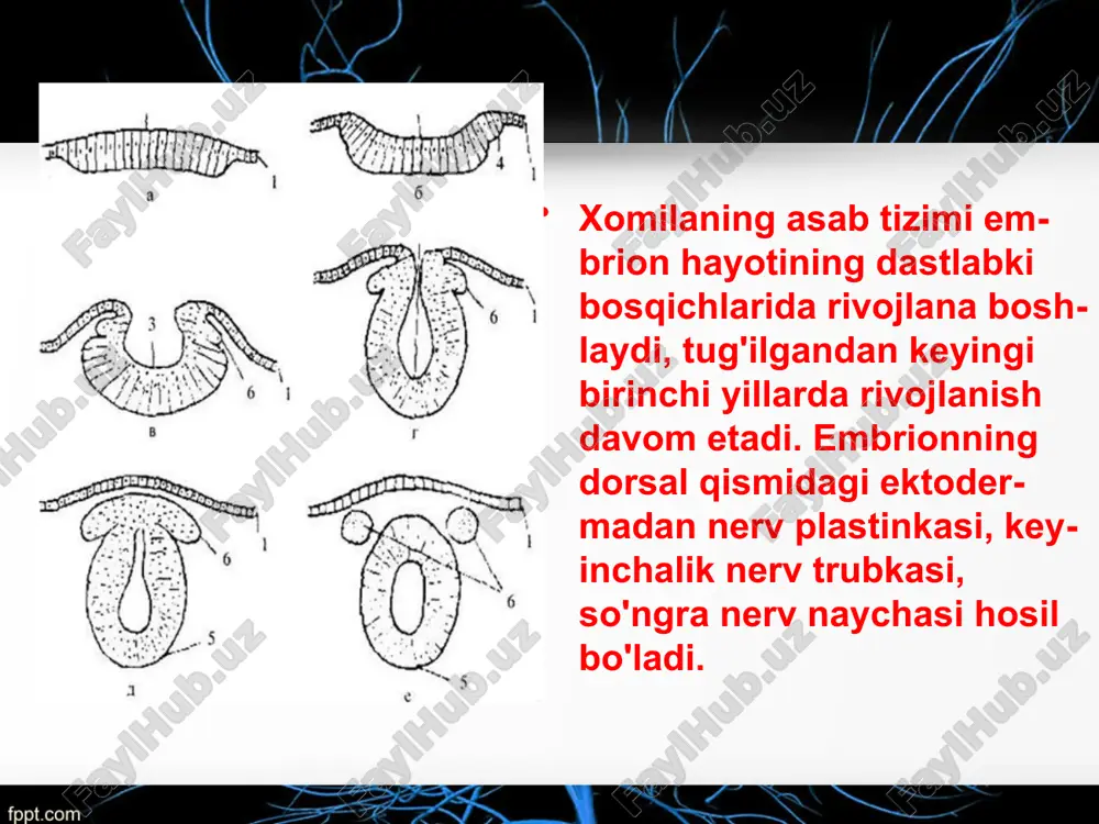 aganda kechroq filogenetik jihatdan yangi hududlar rivojlanadi: frontal va pastki parietal (7-oyda), so'ngra temporo-parietal va parietal-oksipital. bolalardagi asab tizimining patologiyasi haqida gapirganda, umuman kasallikni emas, balki bolaning o'ziga xos yosh davrini yodda tutish kerak. turli yosh davrlarida asab tizimining ko'plab kasalliklarining chastotasi bir xil emas. bundan tashqari, bir xil kasalliklar bemorning yoshiga qarab sezilarli klinik farqlarga ega bo'lishi mumkin. nevrologik tekshiruv usullari ham bolaning yosh xususiyatlariga moslashtirilishi kerak. motor va aqliy funktsiyalarning shakllanishi odatdagi yoshdan orqada ham, oldinda ham bo'lishi mumkin. bu bolaning homila ichi rivojlanish sharoitiga, tug'ilish jarayoniga va neonatal davrga bog'liq. har bir alohida holatda, aqliy va motor funktsiyalarining kechikishining sababini aniqlash muhim: ular asab tizimining birlamchi shikastlanishi bilan bog'liqmi, ular interkurrent kasalliklarning natijasimi yoki pedagogik e'tiborsizlik deb ataladimi. bolaning normal rivojlanishining yosh bosqichlarini bilish nevrologik kasalliklarni erta tashxislash va bolaning neyropsik rivojlanishidagi og'ishlarning oldini olishga yordam beradi. e’tiboringiz uchun rahmat image2.jpeg image3.jpeg image4.jpeg image5.jpeg image6.png image7.png image8.jpeg …