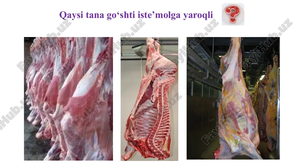 hasimon shakldagi mikroblarni ko‘rish mumkin. go‘shtning sifat ko‘rsatkichiga baho berishda organoleptik (sensor) va laboratoriya tekshirishlari natijasiga asoslanadi. shu olingan go‘shtlarning sifatiga qarab: a) yangi go‘sht (yoki yangi, lekin tezda sotilishi kerak) b) yangilikka gumon qilingan go‘sht d) yangi emas go‘shtlarga bo‘linadi. go‘shtni sanitariya jihatdan baholash tekshirishlar hulosasiga binoan, tekshirilayotgan go‘shtlarning organoleptik va laboratoriya tekshirishlarining natijasi o‘rtacha bo‘lsa, bunday go‘shtlar kasal hayvonlarni so‘ygandan keyin olingan go‘sht deb gumon qilinadi. bunday go‘shtni savdo sistemasida sotishdan oldin bakteriologik tekshirish o‘tkazish kerak. gumon qilingan, sifati u darajada yaxshi bo‘lmagan go‘shtlar ishlatilishdan oldin, yoki sotilishdan oldin sanitariya ishlovi berilishi kerak, ya’ni go‘shtning o‘zgargan yuza qismlari kesib ajratiladi va brak qilinadi. tozalangan go‘shtlar tezda ishlatiladi yoki sotiladi. nazorat uchun savollar: tananing qaysi qismlaridan go‘sht namunalar olinadi? go‘shtning yangiligini aniqlash usullari? yangi va eski go‘shtda tayyorlangan ekstraktning farqi? asosiy adabiyotlar 1. s.m.murodov. veterinariya–sanitariya ekspertizasi. darslik. samarqand, 2006 yil. 2. s.murodov. qishloq xo'jalik mahsulotlarining vetsanekspertizasi, qayta ishlash texnologiya …