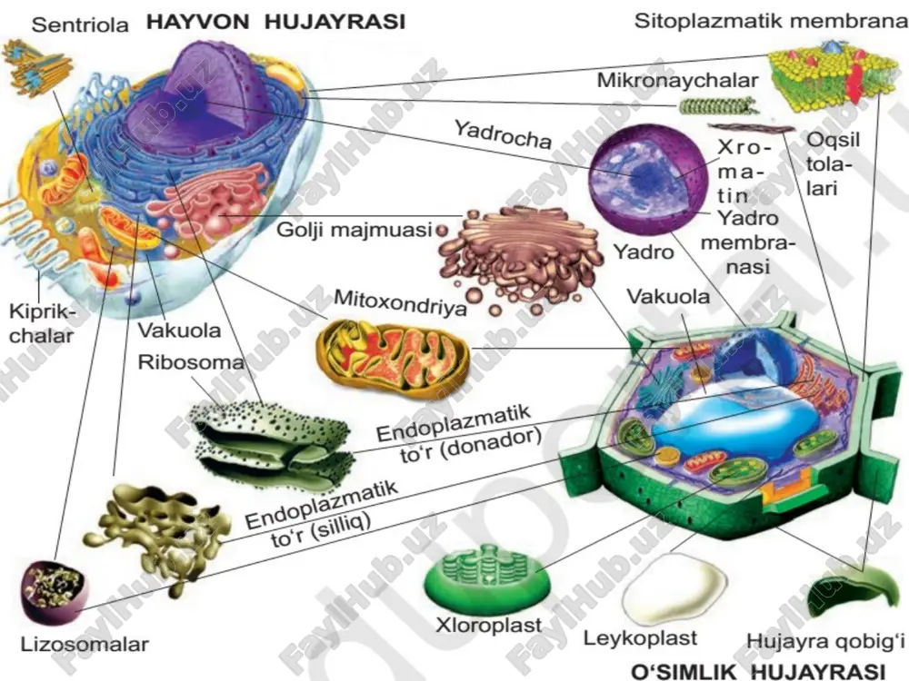ishi va hujayradagi o‘rni o‘zgarib turadi. shunday qilib, ept murakkab metobolik jarayonlar ro‘y beradigan tuzilma hisoblanadi. golji majmui eukariot hujayraning, yadro yaqinida joylashgan, maxsus bo‘yoqlar yordamida bo‘yalganda, yorituvchi mikroskopda to‘rsimon shaklga ega holda ko‘rinadigan, ichki membranalar tizimiga kiruvchi bir membranali organoiddir. u 1898 yilda k.goldji tomonidan kashf qilingan. elektron mikroskopda golji majmui barcha eukariot hujayralarda bo‘lishi ko‘rsatilgan, ammo har hil hujayralarda uning tuzilishi o‘zgarib turadi, u ayniqsa hujayrasizlarda o‘ta rivojlangan, shuning uchun ushbu tuzilmani hujayradagi sekresiya jarayoniga aloqador. bu organoidga elektron mikroskop orqali qaralsa, uning paraleya membranali. yirik xaltaga(sisternalar) hamda pufak (vakuola) va pufakcha(vezikula)lardan iborat ekanligi ko‘rinadi(18-rasm).sisterna, vakuola va vezikulalar organoidni kompleks(majmui)organoid xolida tasavvur etishni taqoza qiladi.shunday qilib golji majmui: 1.diametri 0,2-0,5 mkm bo‘lgan,yassilashgan bo‘shliqlar-berk disksimon shaklga ega sisternalar uning 3-12tasi birlashib diktiosomalarnihosil qiladi. 2.yirik vakuolalar (kengaygan sisternalar). 3.diametri-20nm bo‘lgan sisternalar chetidan ajralib chiqadigan mayda vakuolalardan iborat ekan. golji majmuining struktura-funksional birligi diktiosomalar hisoblanadi.hujayrada diktiosomalar soni ko‘proq 20tagacha, ba’zi hollarda …